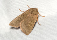 Noctuid moth - Mesogona subcuprea