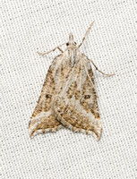 Geometrid moth - Plataea californiaria