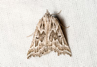 Geometrid moth - Plataea personaria