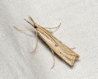Crambid moth - Agriphila attenuatus