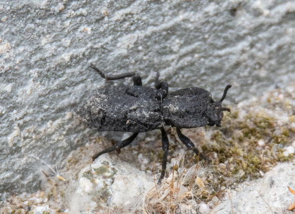 Diabolical ironclad beetle - Phloeodes diabolicus