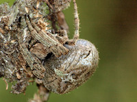 Orb weaver - Araneus andrewsi
