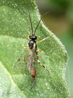 Ichneumon wasp - Unidentified sp. (sub-family Campopleginae)