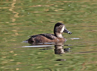Ring-necked Duck - Aythya collaris (female)