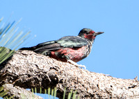 Lewis's Woodpecker - Melanerpes lewis