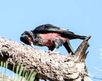 Lewis's Woodpecker - Melanerpes lewis