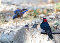 Acorn Woodpecker - Melanerpes formicivorus watching Bluebirds