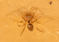 Wall spider - Oecobius navus