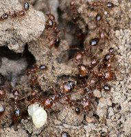 Red imported fire ant (RIFA) - Solenopsis invicta