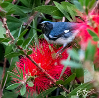 Black-throated Blue Warbler - Setophaga caerulescens