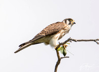 American Kestrel - Falco sparverius eating Bordered Mantis - Stagmomantis limbata