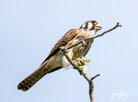 American Kestrel - Falco sparverius eating Bordered Mantis - Stagmomantis limbata