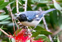 Black-throated Blue Warbler - Setophaga caerulescens (vagrant)
