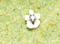 Crown Whitefly - Aleuroplatus coronata on Quercus durata var. gabrielensis