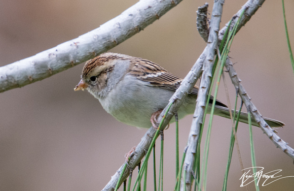 Chipping Sparrow - Spizella passerina
