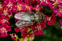 Cluster fly - Pollenia sp.
