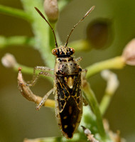Scentless plant bug - Brachycarenus tigrinus