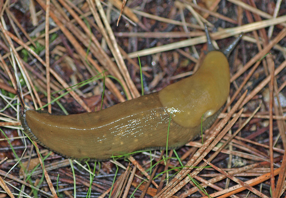 Banana slug - Ariolimax sp.