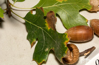 California Black Oak  - Quercus kelloggii