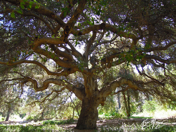 Coast live oak - Quercus agrifolia var. agrifolia