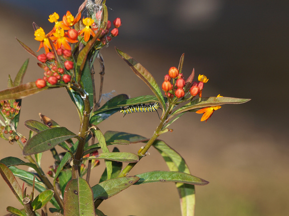 Tropical milkweed - Asclepias currassavica