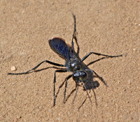 Cutworm wasp - Podalonia sp.