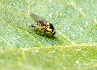 Leaf-miner fly - Liriomyza sp.