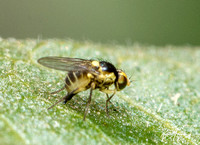 Leaf-miner fly - Liriomyza sp.