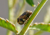 Spittle bug - Clastoptera sp.