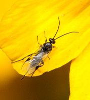 Braconid wasp 4 - Unidentified sp