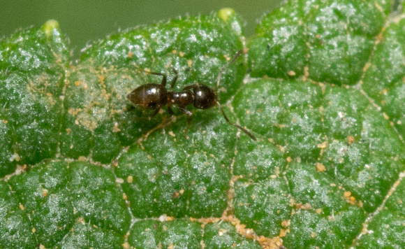 Rover ant - Brachymyrmex patagonicus