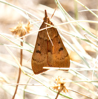 Garden webworm moth - Achyra rantalis