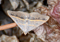 Geometrid moth - Digrammia irrorata - Hodges#6395