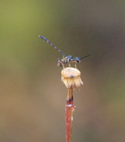 Gasteruptiid wasp - Gasteruption sp.