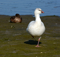 Ross's Goose x Snow Goose (hybrid)