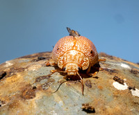 Leaf beetle - Paropsis atomaria