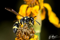 Mason wasp  - Parancistrocerus declivatus