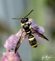 Mason wasp  - Parancistrocerus declivatus