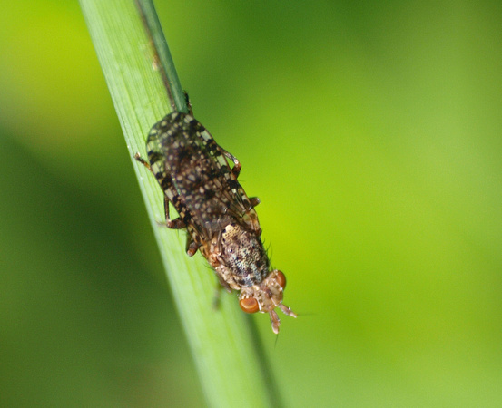 Marsh fly - Dictya sp.