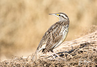 Western Meadowlark - Sturnella neglecta
