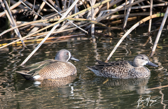 Blue-winged Teal - Spatulata discors