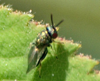 Chalcid wasp 2 - Unidentified sp.