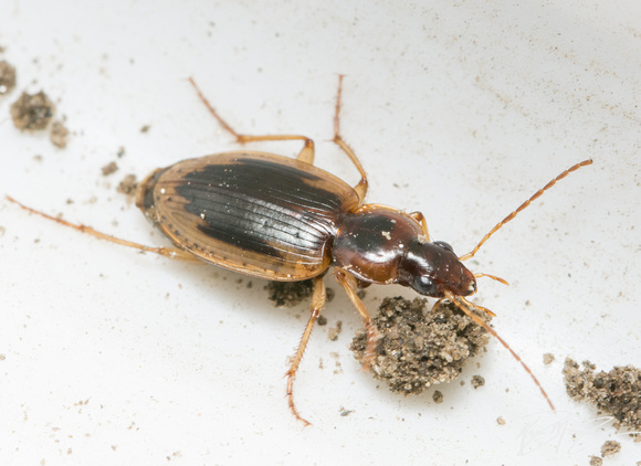 Tule Beetle - Tanystoma maculicolle
