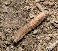 Granulate cutworm - Feltia subterranea