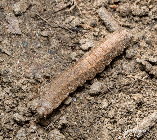Granulate cutworm - Feltia subterranea