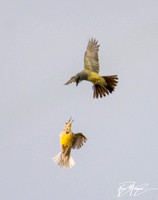 Cassin's Kingbird - Tyrannus vociferans, Western Meadowlark - Sturnella neglecta