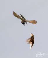 Cassin's Kingbird - Tyrannus vociferans, Western Meadowlark - Sturnella neglecta