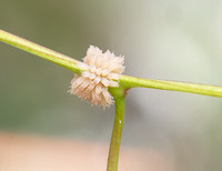 Leaf beetle - Paropsis atomaria