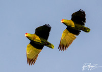 Red-crowned Parrot - Amazona viridigenalis