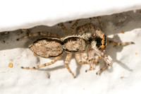 Gray wall jumper - Menemerus bivittatus (spider canabalism)